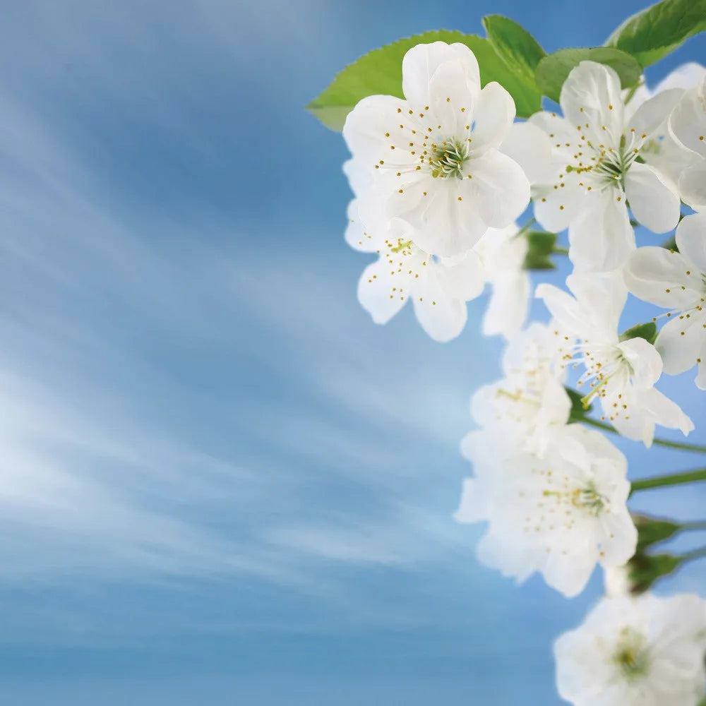 Cherry blossom
