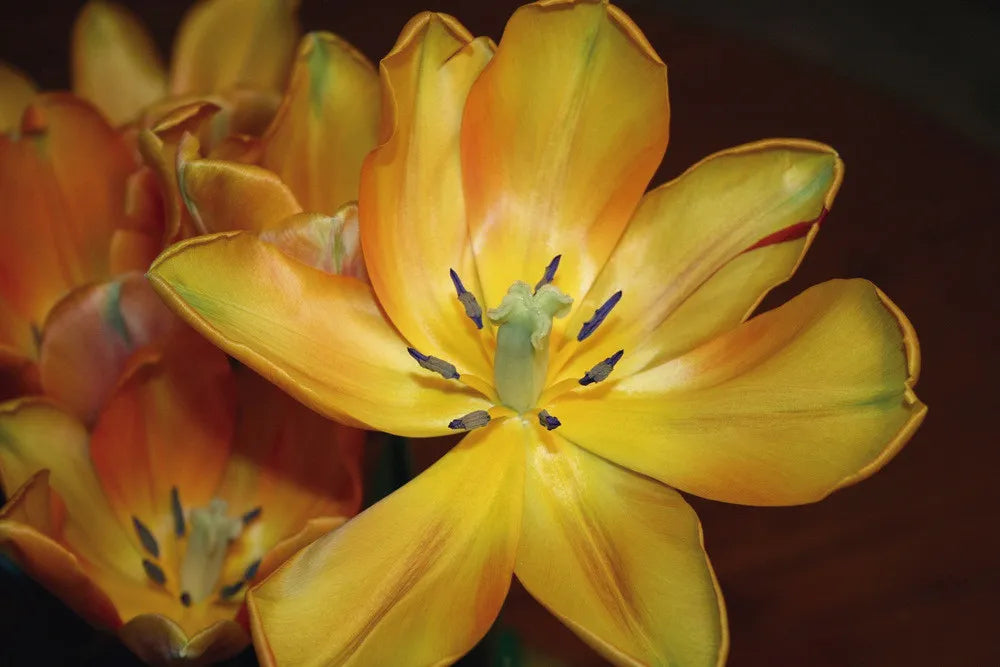 Multicoloured tulips