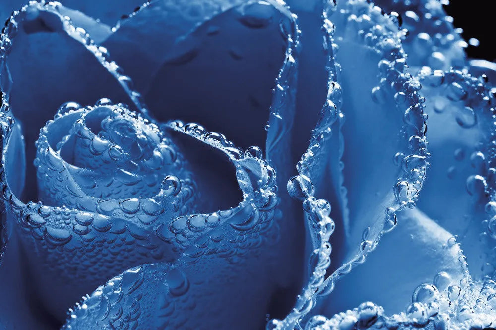 Blue Rose