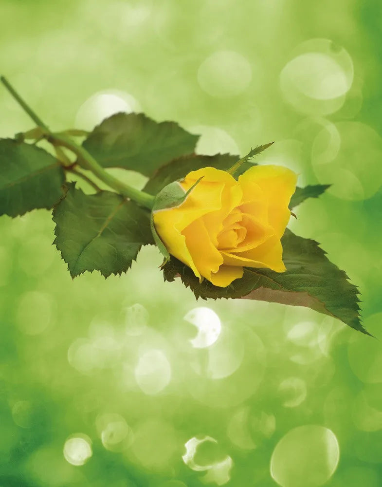 Yellow Rose