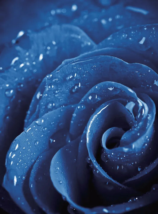 Blue Rose