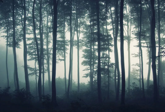 Fog in the forest