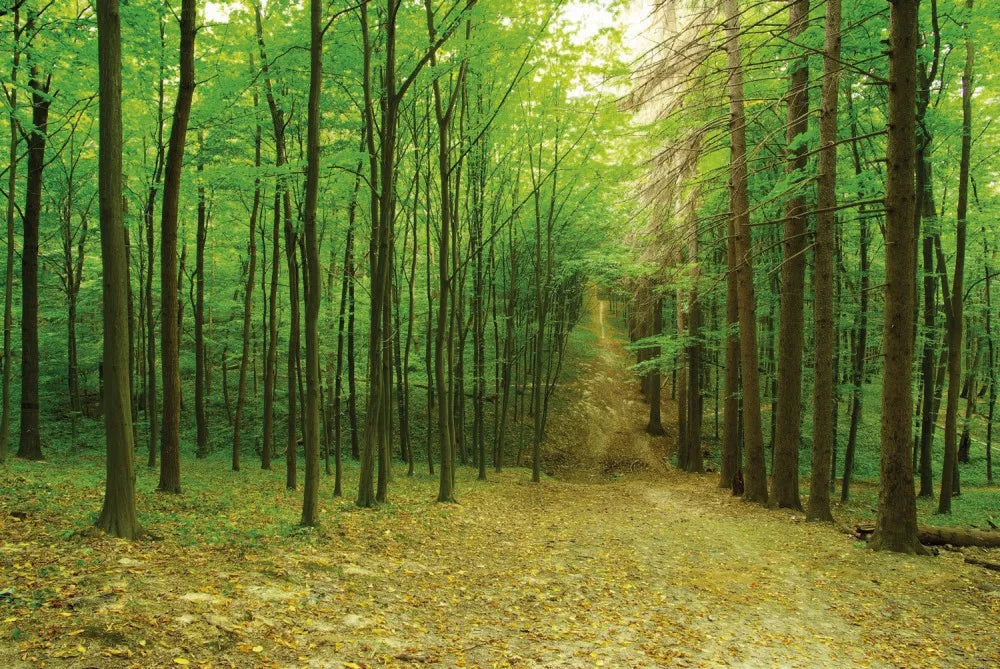 Road in the forest