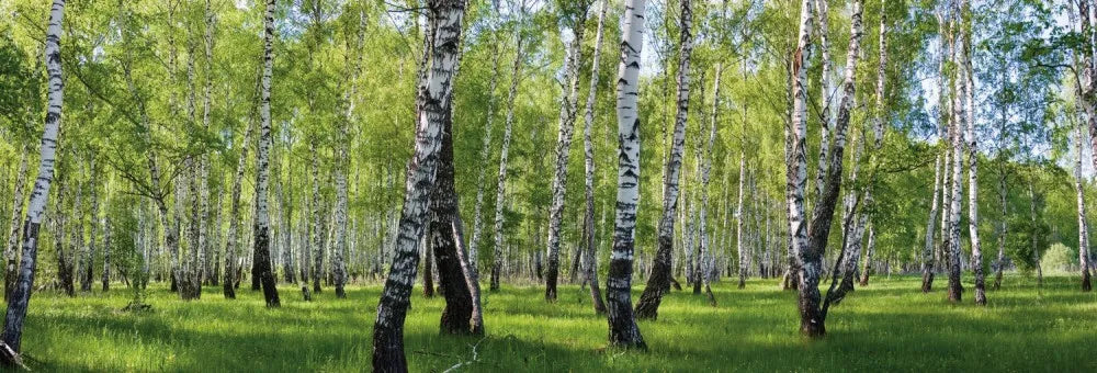 Birch