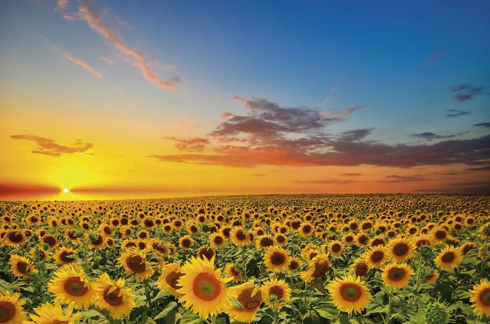 Field of sunflowers