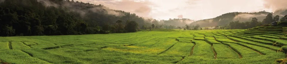 Field