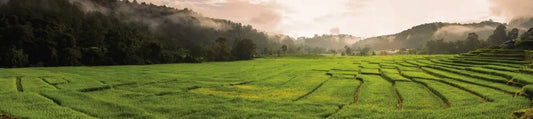 Field