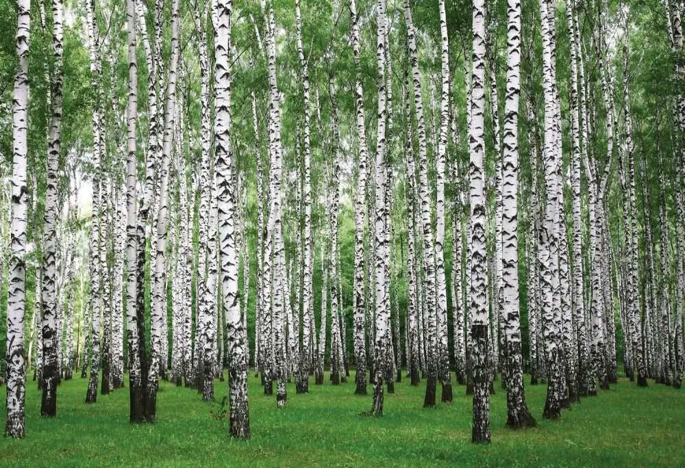 Birch grove
