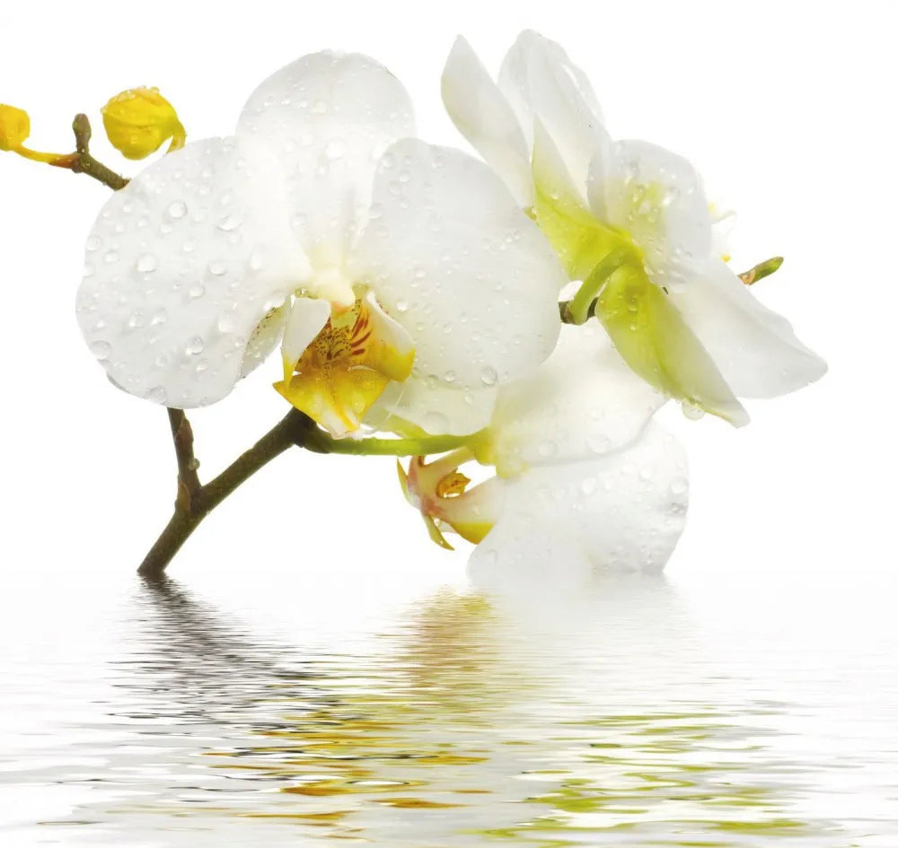 Orchid