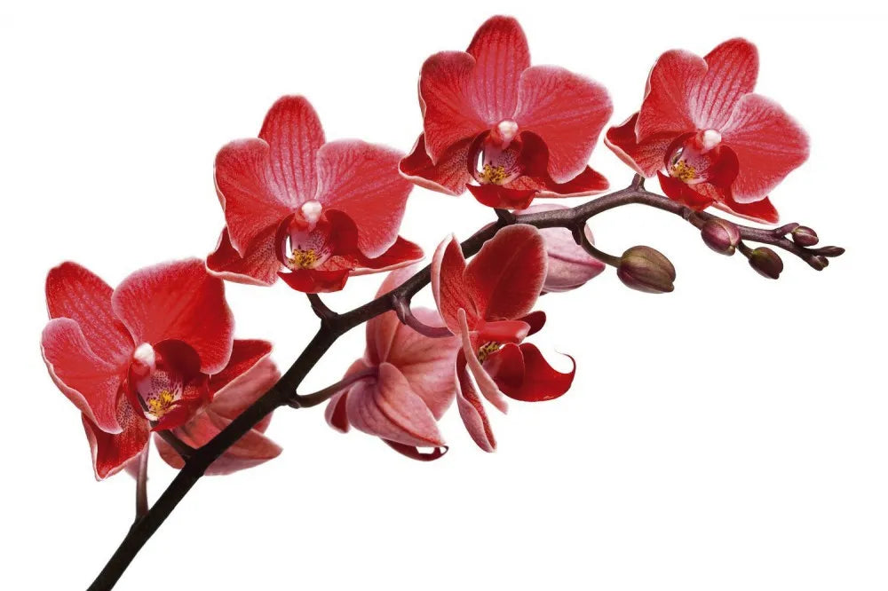 Red Orchid