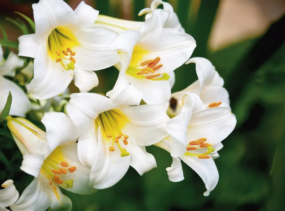 Lily