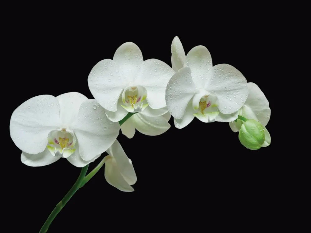 Orchid