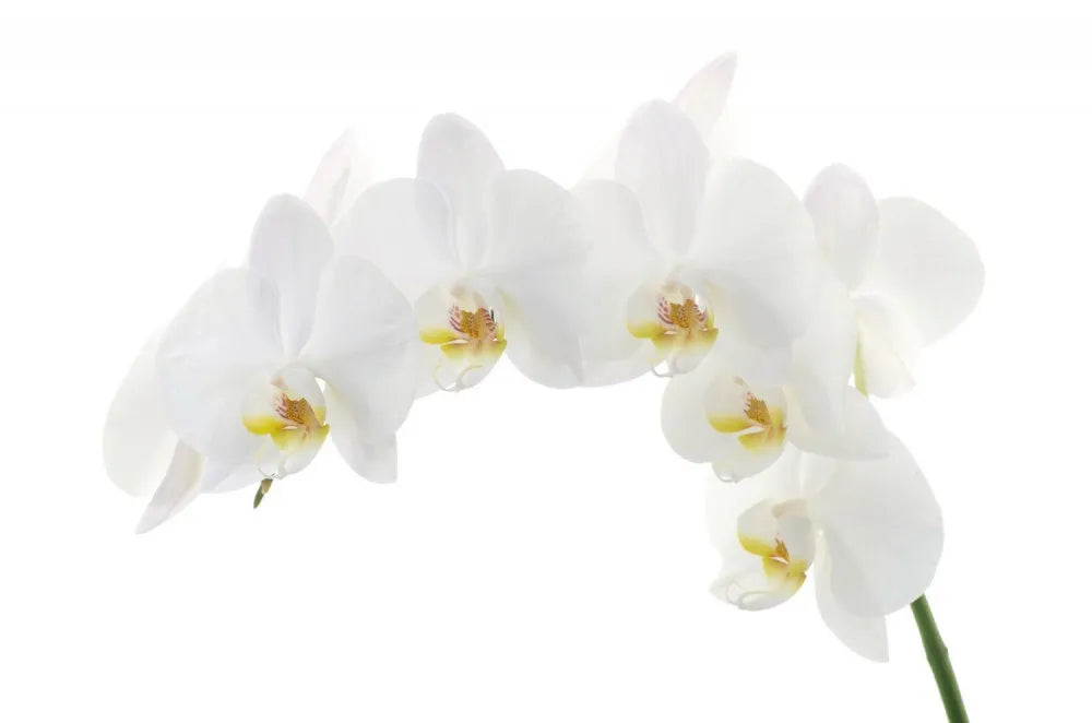 Orchid