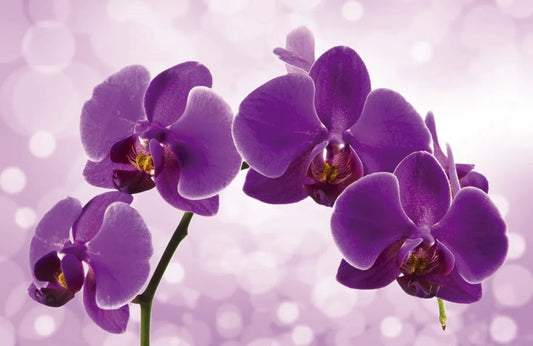Orchid