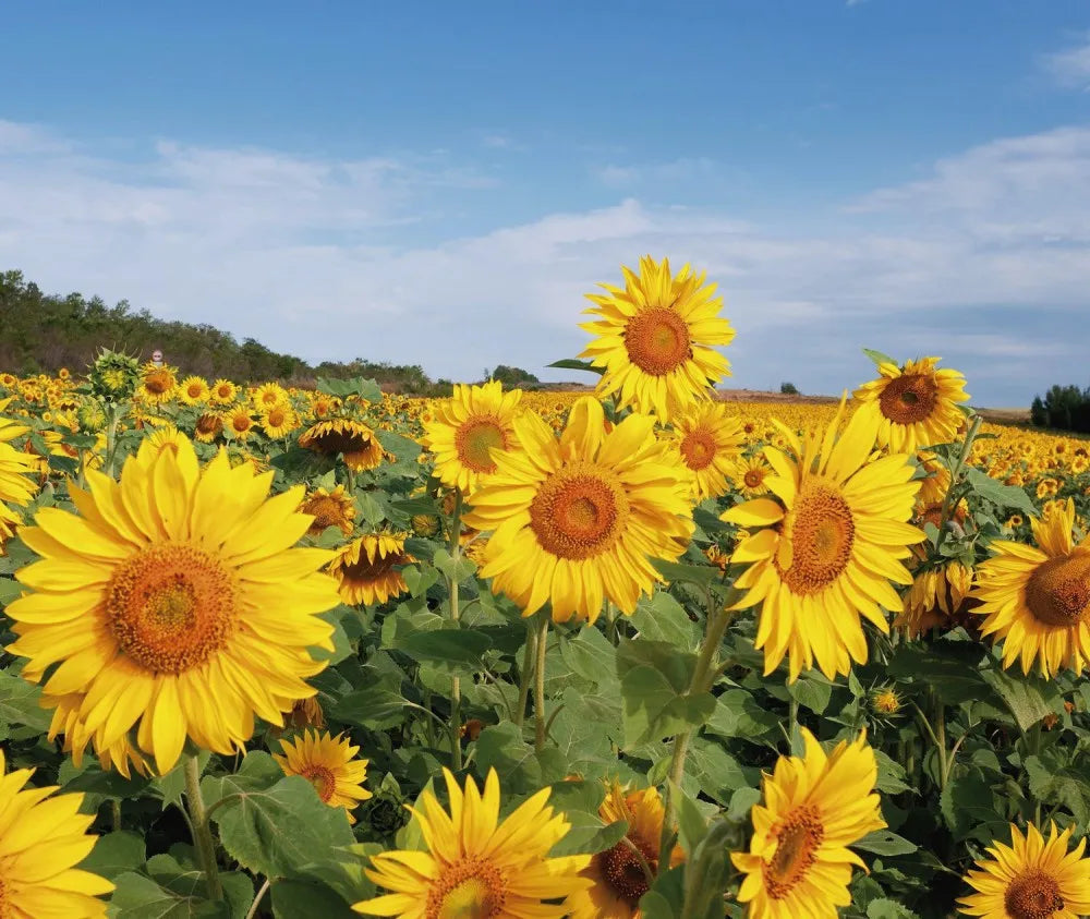 Sunflowers