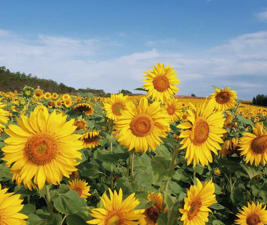 Sunflowers