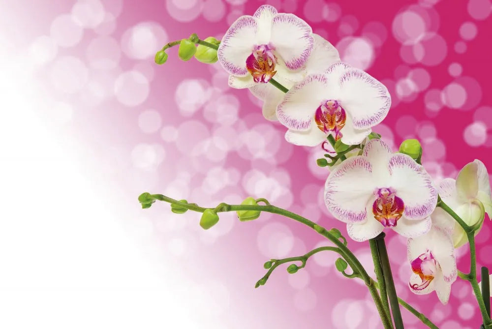 Orchid