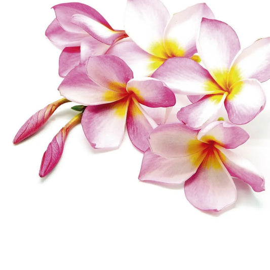Plumeria