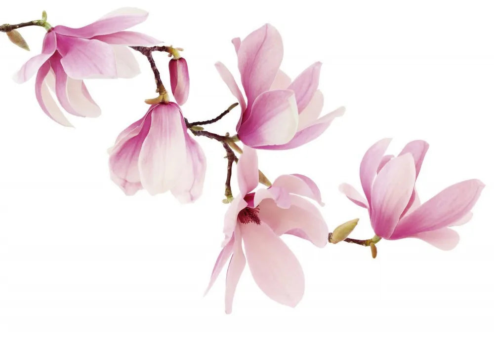 Magnolia