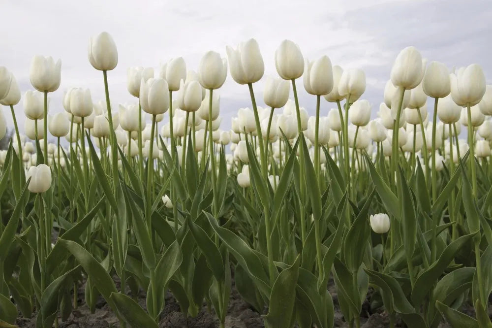 Tulips