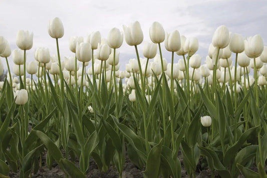 Tulips