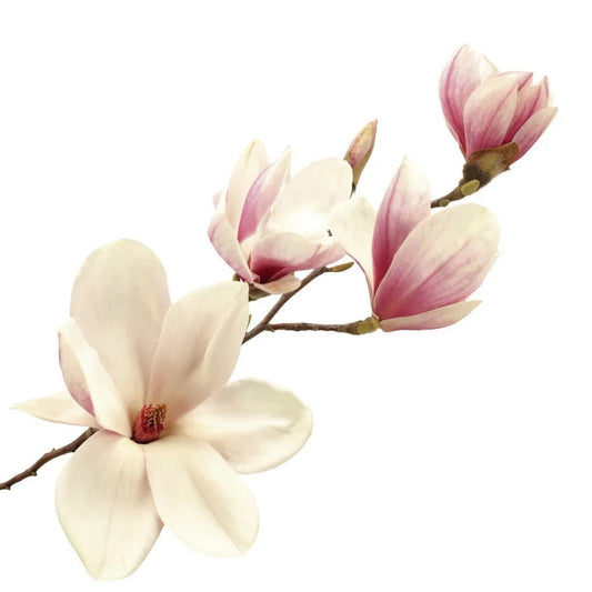 Magnolia
