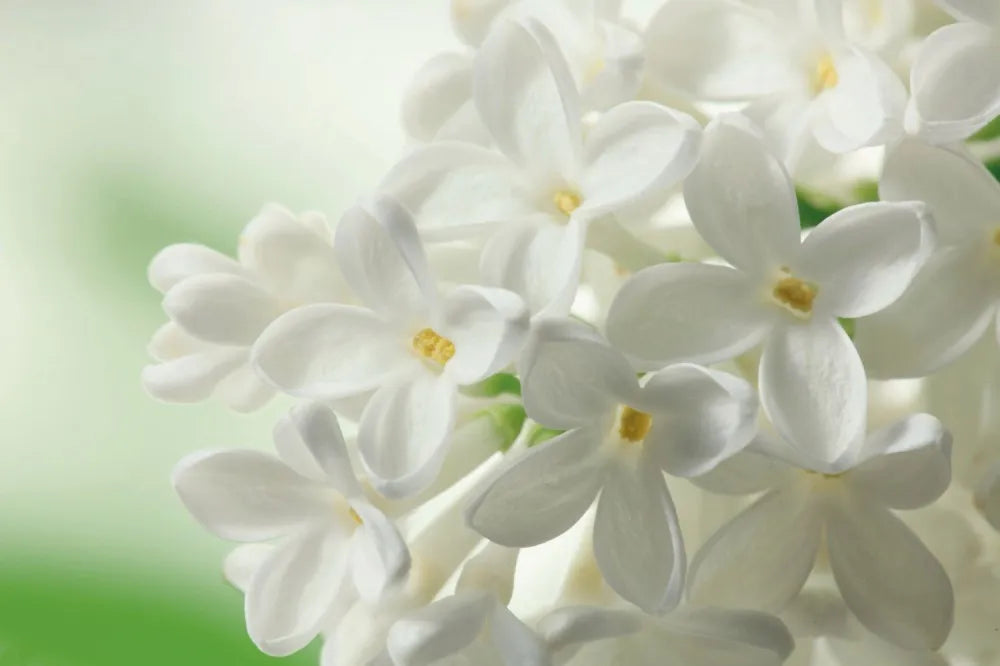 White lilac