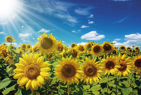 Sunflowers