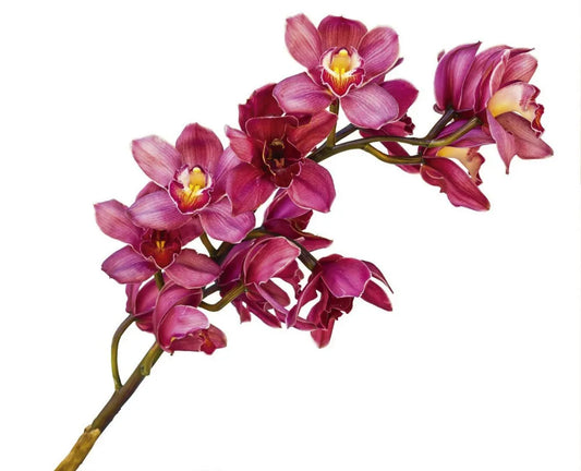 Orchid