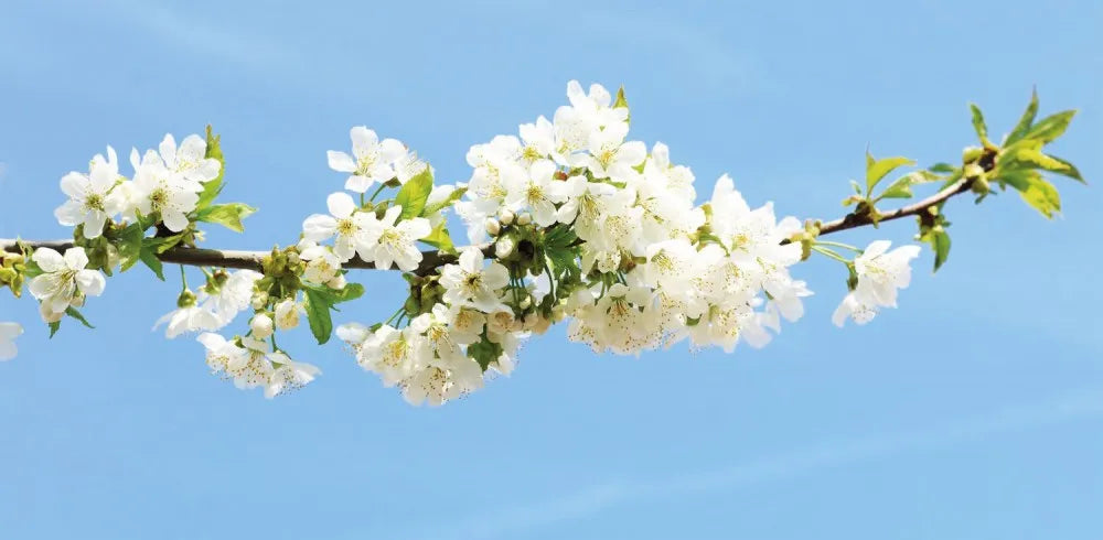 Flowering