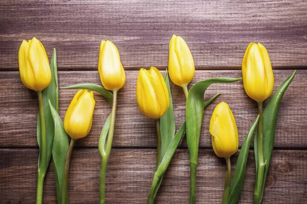Tulips
