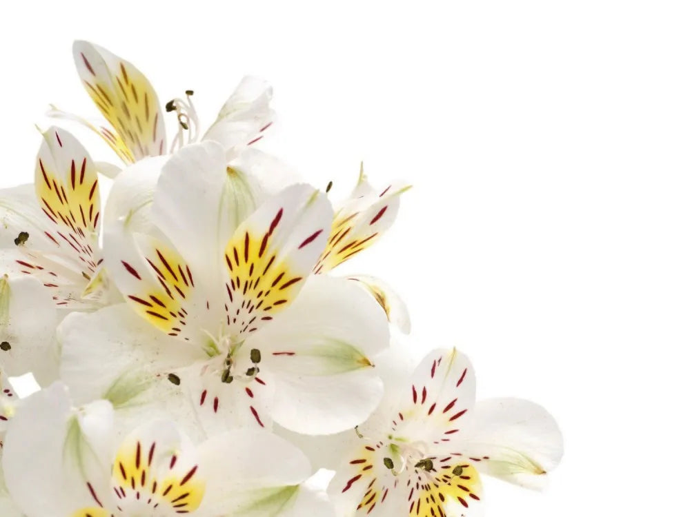 Lily