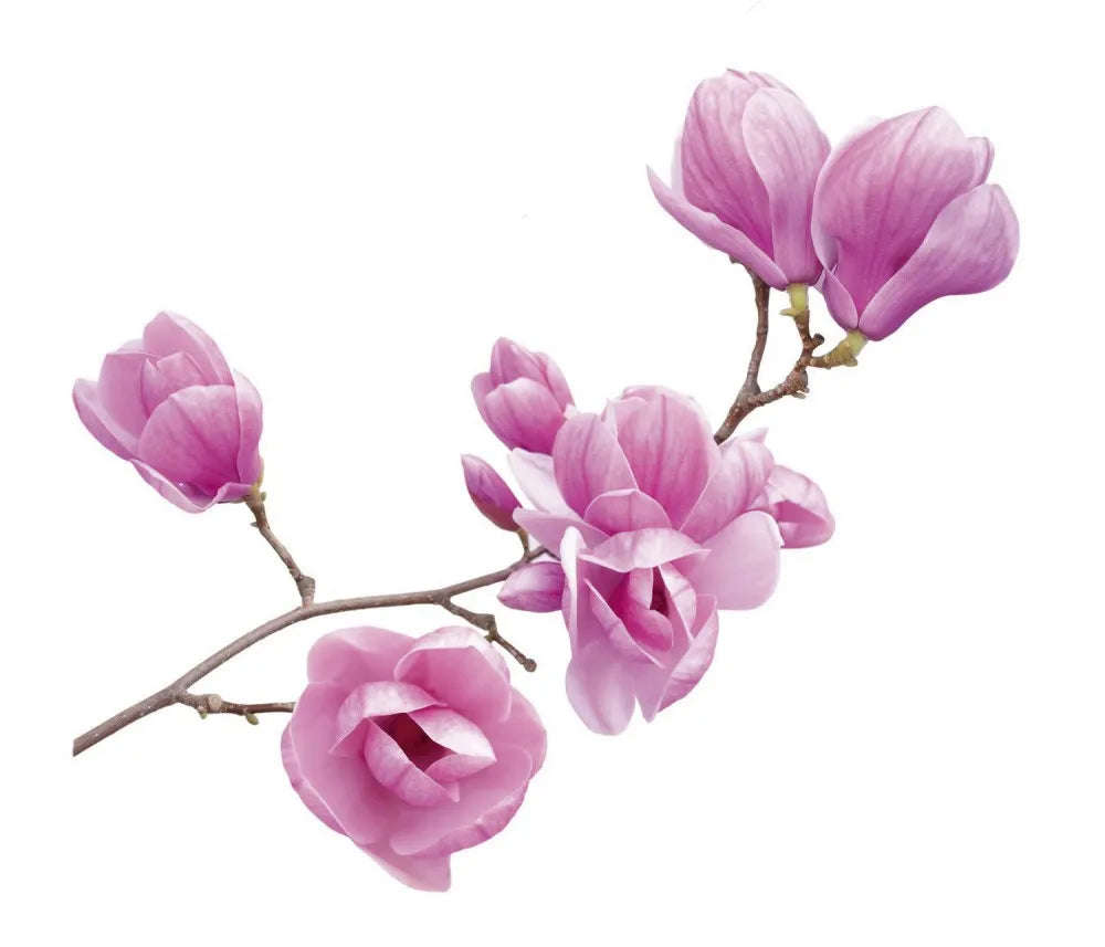 Magnolia