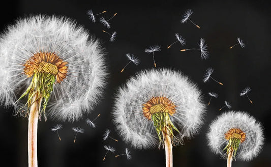 Dandelions