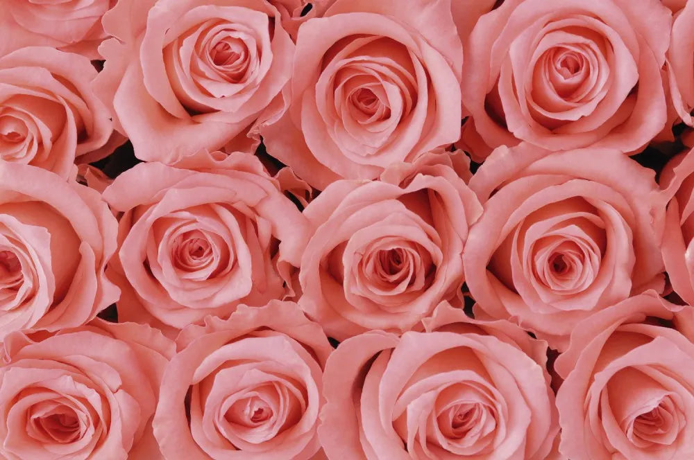 Roses