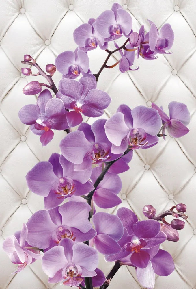 Orchids