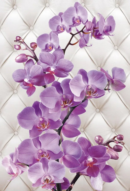 Orchids