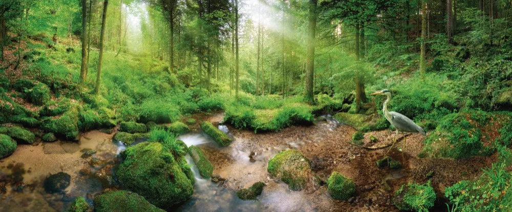 Dense forest