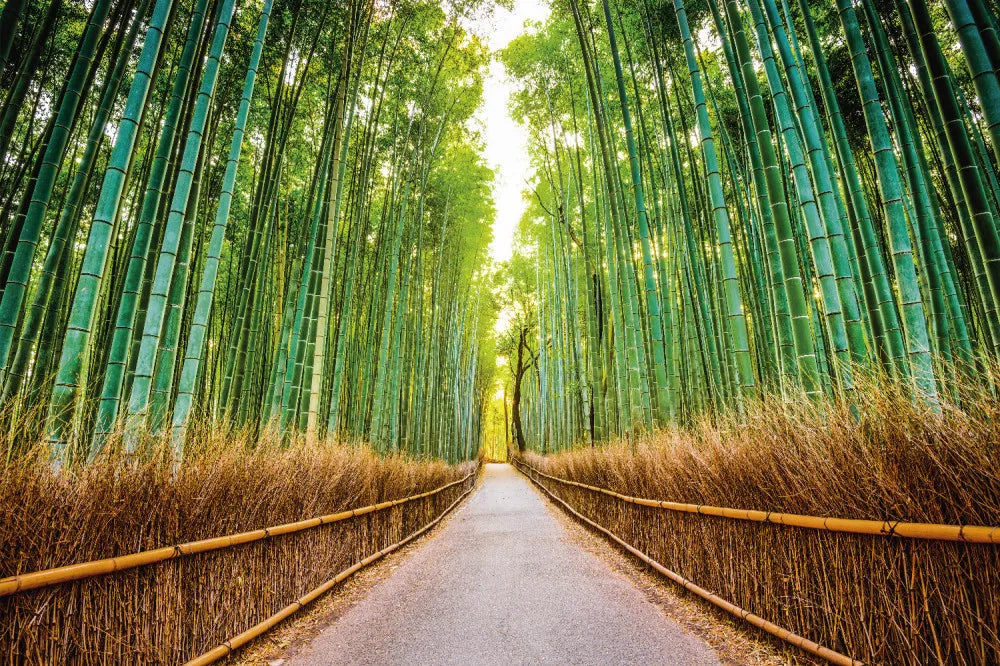 Bamboo grove