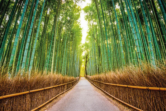 Bamboo grove