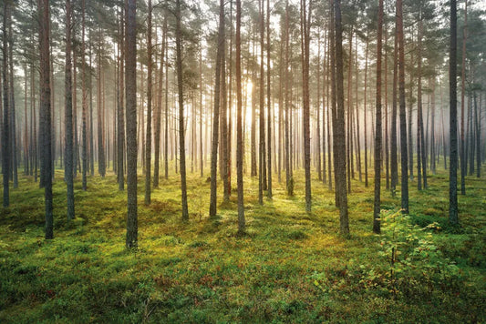 Coniferous forest