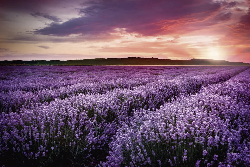 Lavender field