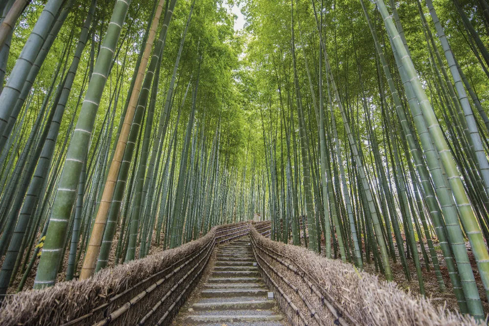 Road in bamboo forest