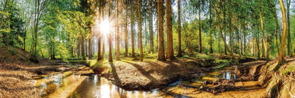 River in the forest