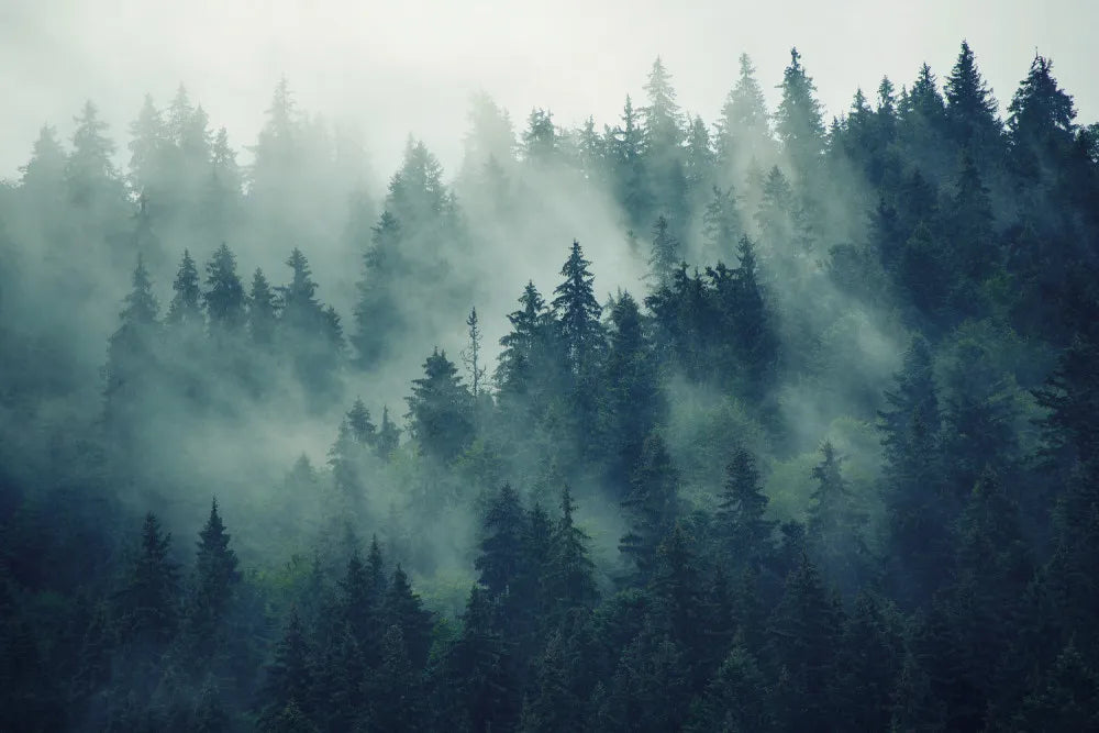 Fog over the forest