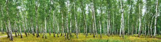 Birch grove