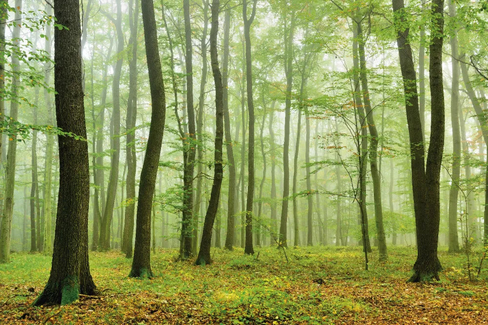 Autumn forest