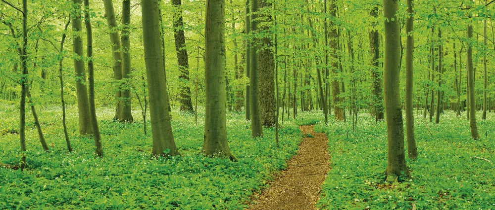 Path in the forest