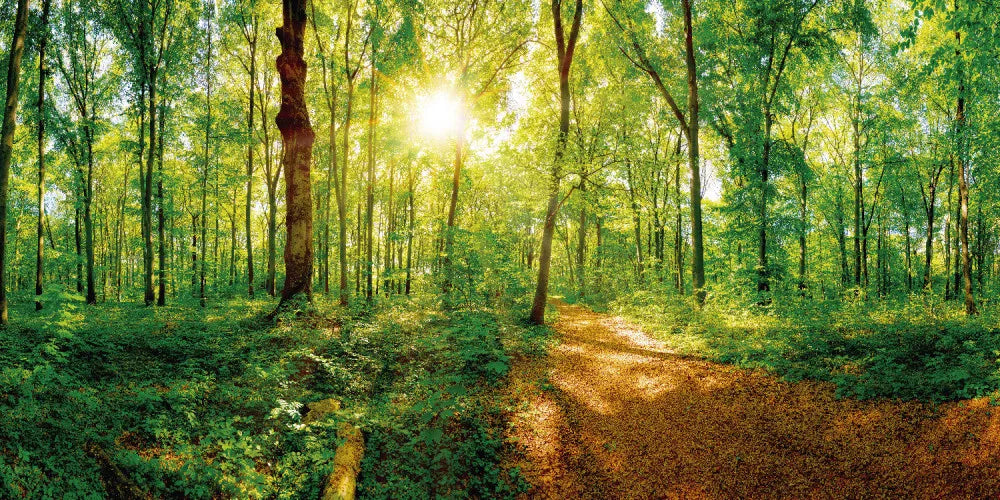 Road in the forest