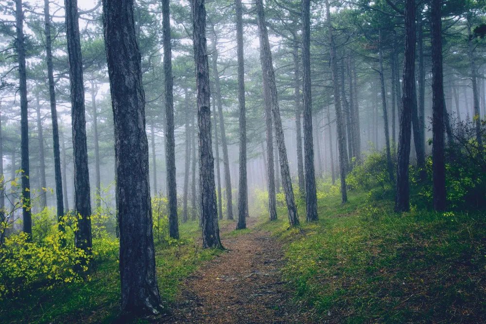 Path in the forest